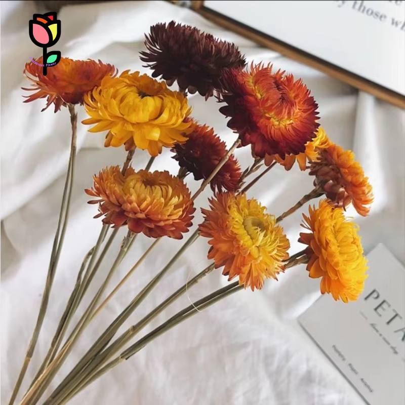Fleurs de marguerite naturelles, 15 tiges, marguerites multicolores, tournesols artificiels, fleurs sèches d'automne, fleurs oranges, bouquets DIY pour vase, décoration de la maison