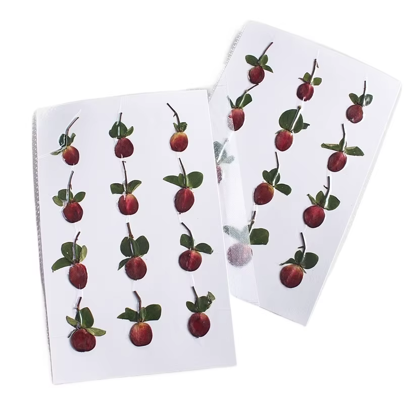 Nouvelle branche Premium couleur originale pressée perle de Dragon de feu fleurs séchées cadre Photo bricolage décoration de noël fournitures artisanales