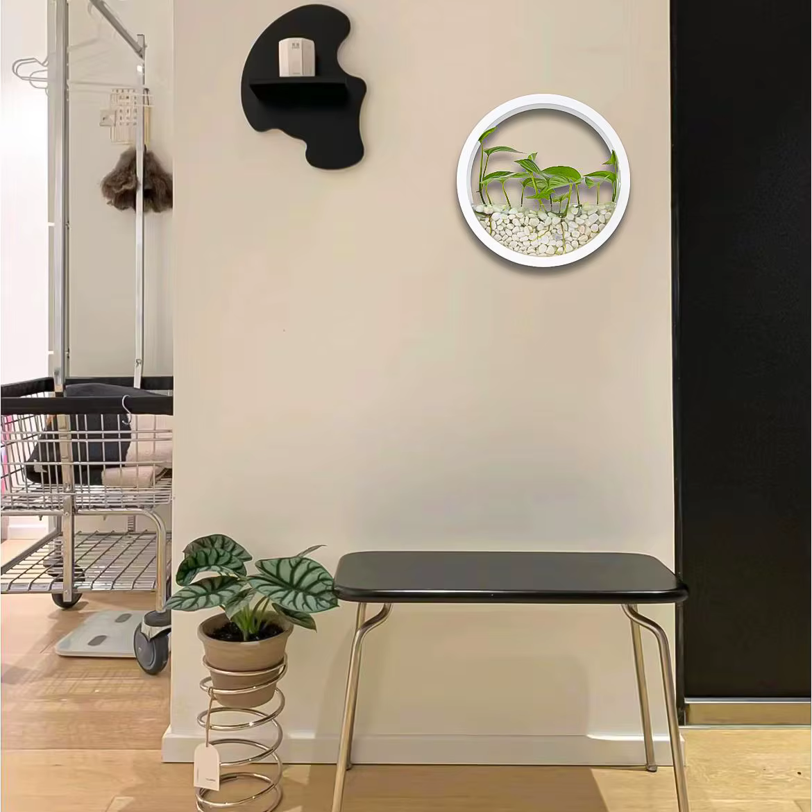 Vase rond mural pour plantes succulentes