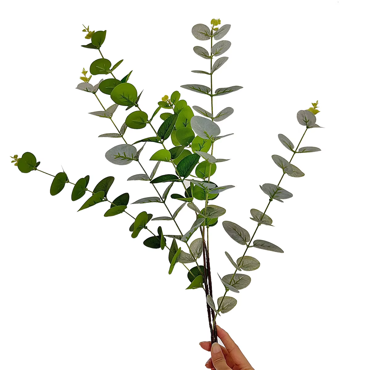 Cuir chevelu d'eucalyptus à 3 fourcommuniste