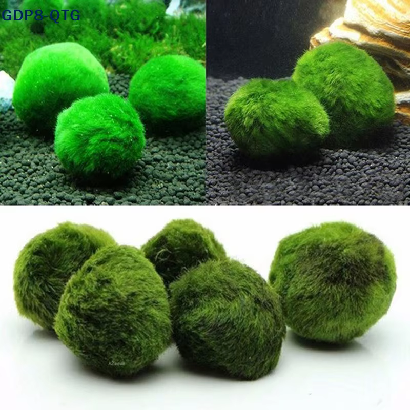 NOUVEAUTÉ! Boules de mousse Marimo de 3-4 cm