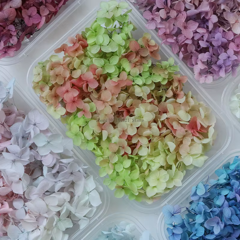Fleurs séchées naturelles d'hortensia dégradé 5G Anna