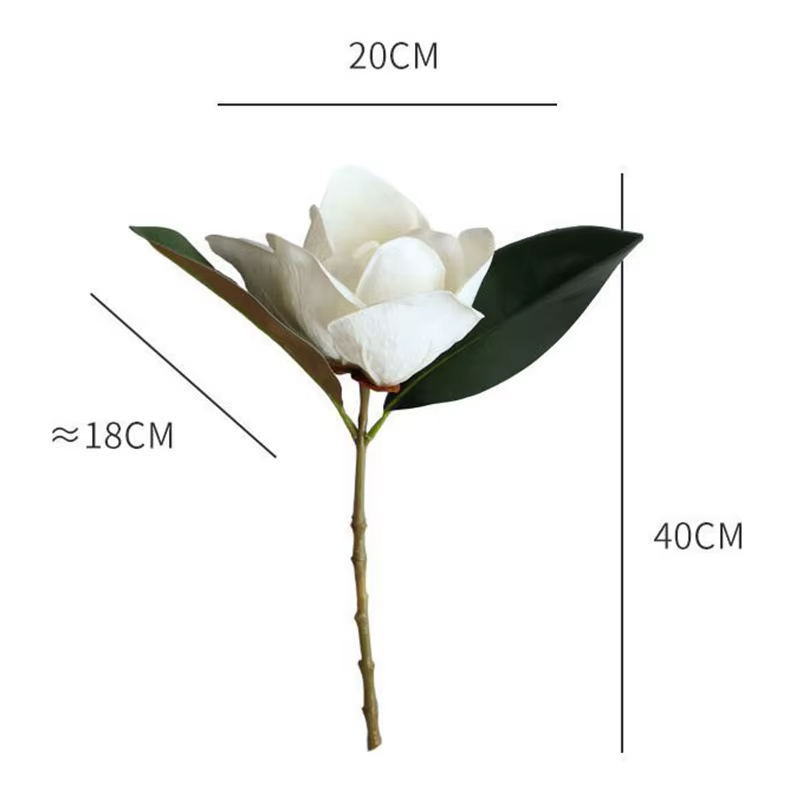 Grande fleur de magnolia blanc de haute qualité