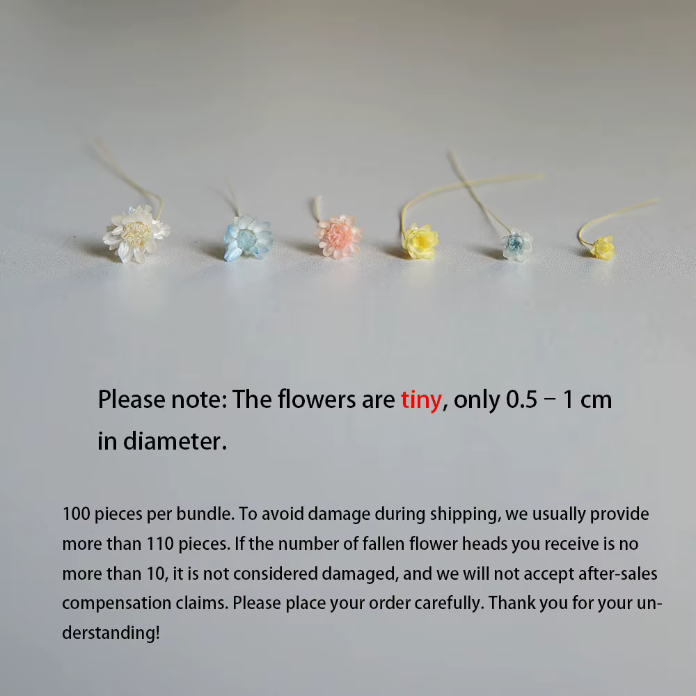 100 pièces/Mini fleurs étoilées séchées Mikado
