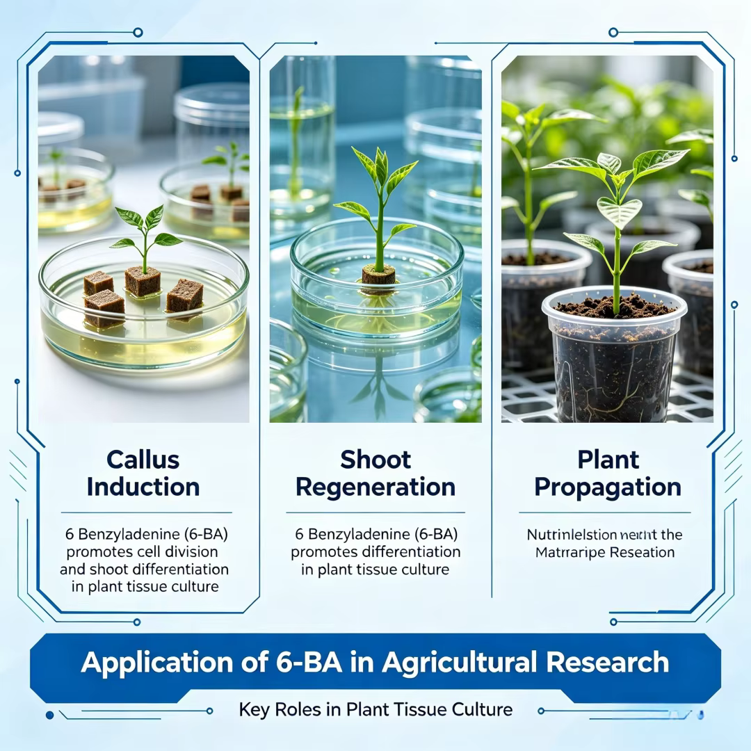 6-BA 6-Benzylaminopurine Cytokinine en poudre, régulateur de croissance des plantes, favorise la germination et la division cellulaire