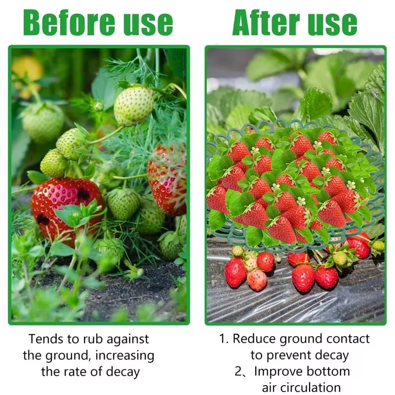 Support pour plantes à fraises