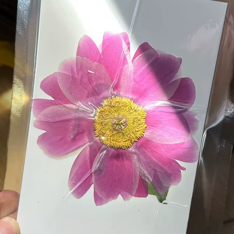 1 pièce, 8-10 cm