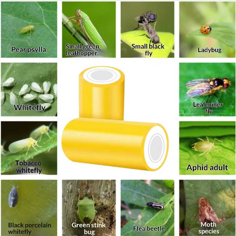 1 rouleau de ruban adhésif double face jaune de 10 m pour le contrôle des parasites du jardin