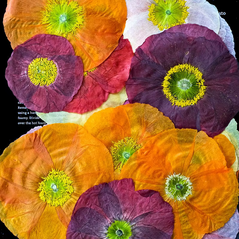 1 pièce, Fleurs de pavot de campagne naturelles séchées pressées pour DIY