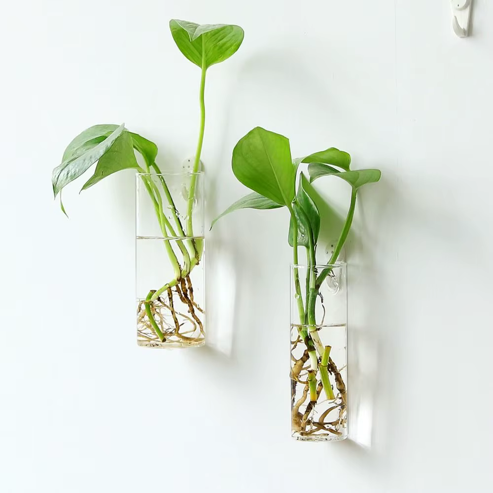 Décorations végétales pour la maison