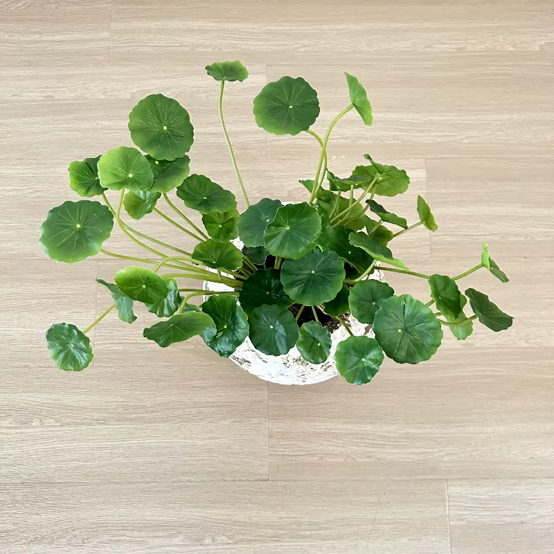 2 pièces de feuilles artificielles de Pilea Peperomioides