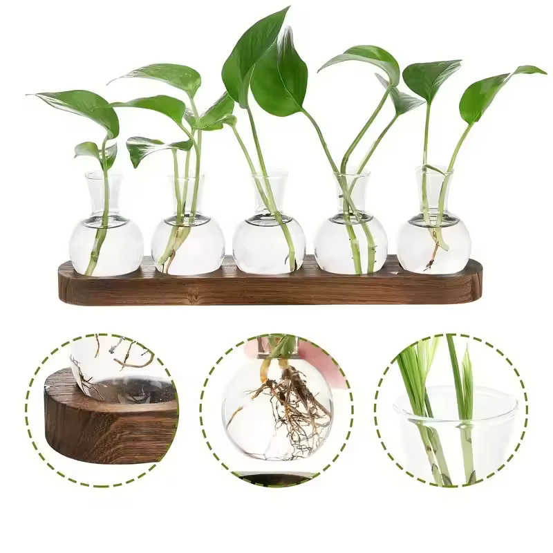 Terrarium en verre pour plantes avec plateau en bois – Pour la propagation hydroponique en intérieur