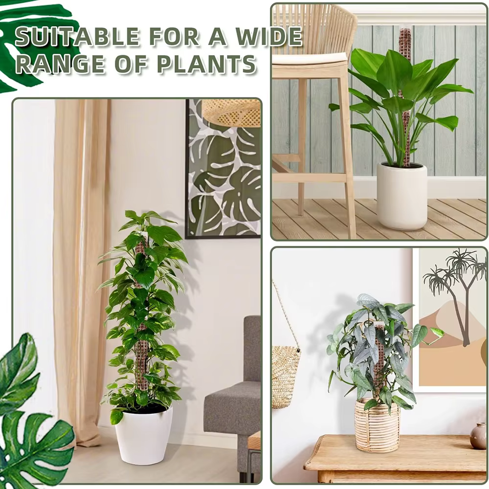 Poteau de mousse pour plantes grimpantes Monstera