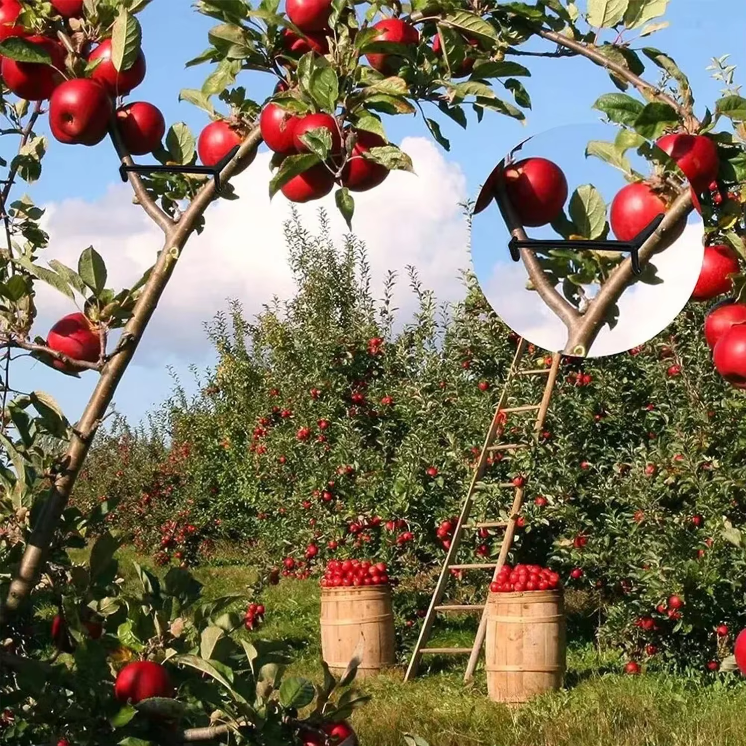 Extracteur de branches de plantes