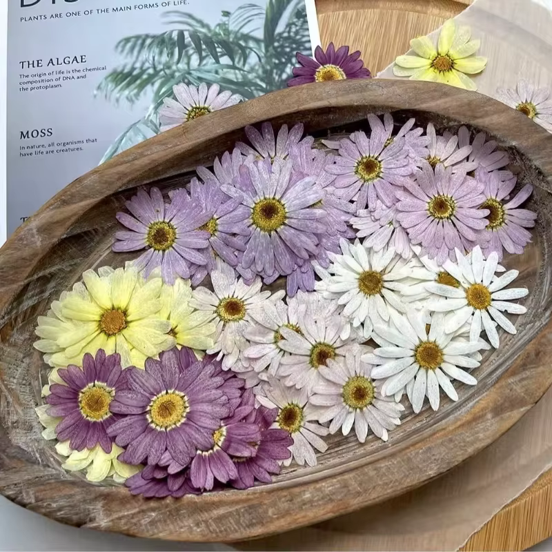 8 pièces, fleurs pressées séchées de marguerite | Marque-page de décoration de visage
