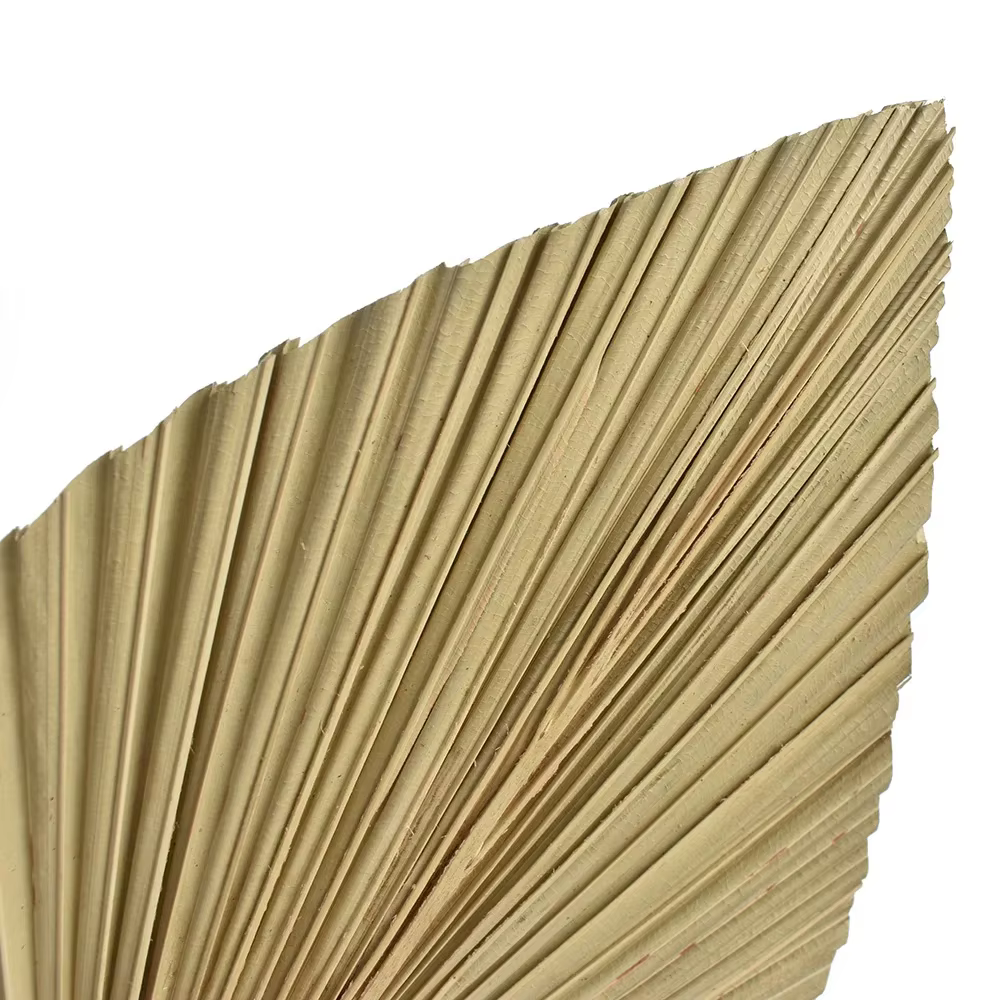 Feuilles d'éventail de palmier