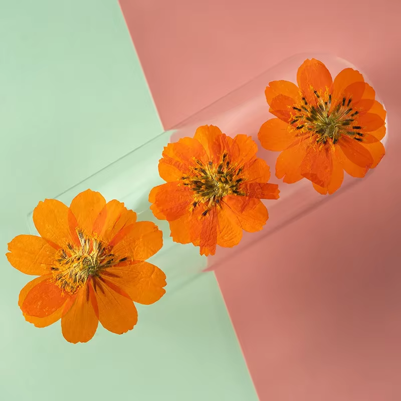 Têtes de fleurs de Cosmos Sulphureus séchées et pressées