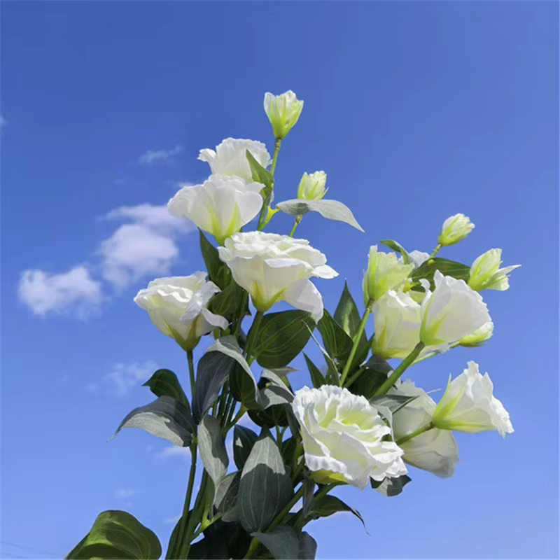 Eustoma Fleur Soie Floral
