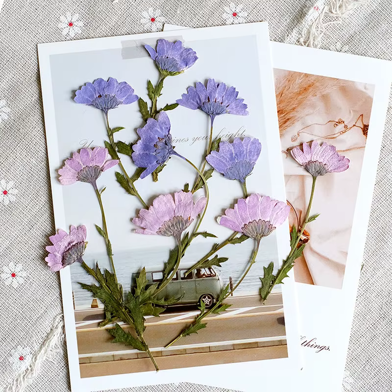 12 pièces, fleurs de chrysanthème séchées