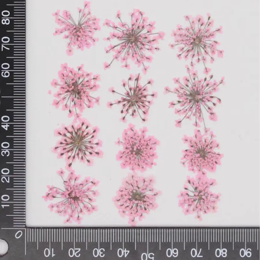 Fleurs séchées Ammi Majus pour bijoux