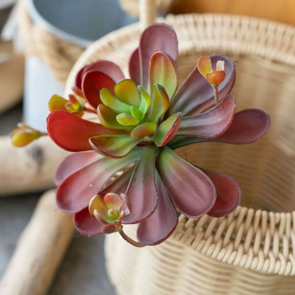 Plante succulente artificielle réaliste au toucher authentique
