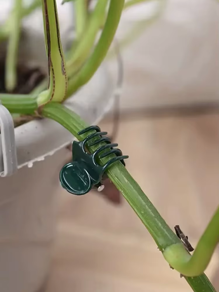 20 pinces de soutien pour plantes - Gardez vos orchidées et vignes droites pour une croissance optimale !