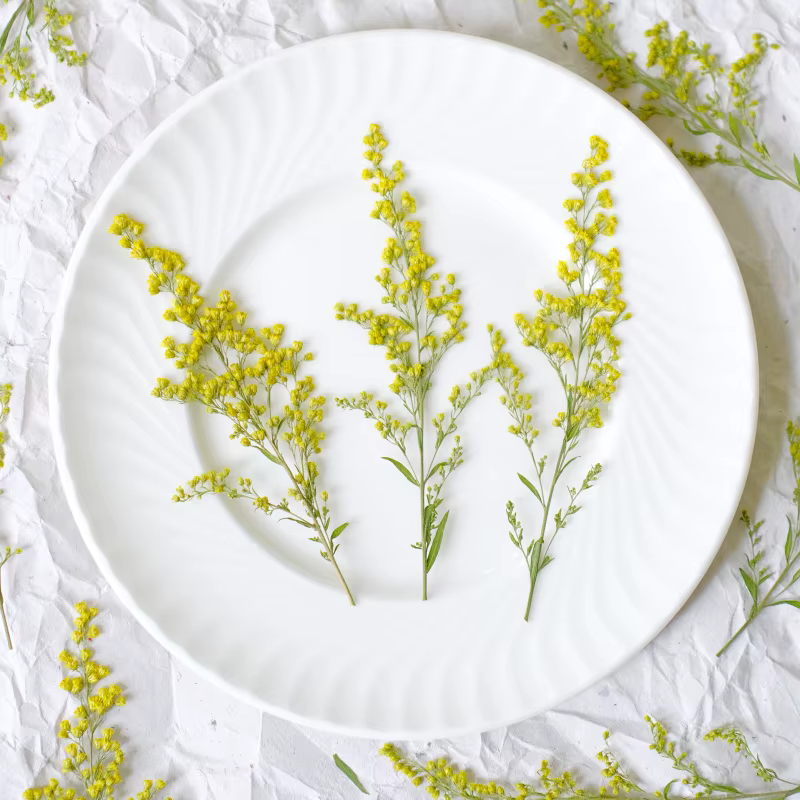 12 pièces, fleurs séchées pressées de rose dorée naturelle