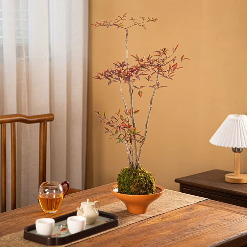Nouveau pot de fleurs tendance pour orchidées papillon