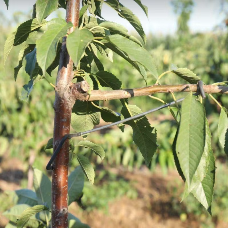 10 pièces Support de Branches d'arbre fruitier