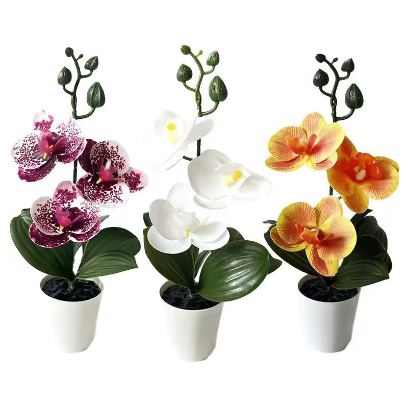 Mini orchidée papillon en pot avec 3 fleurs