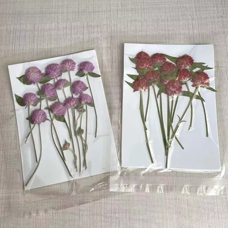 Fleurs Gomphrena séchées pressées naturelles