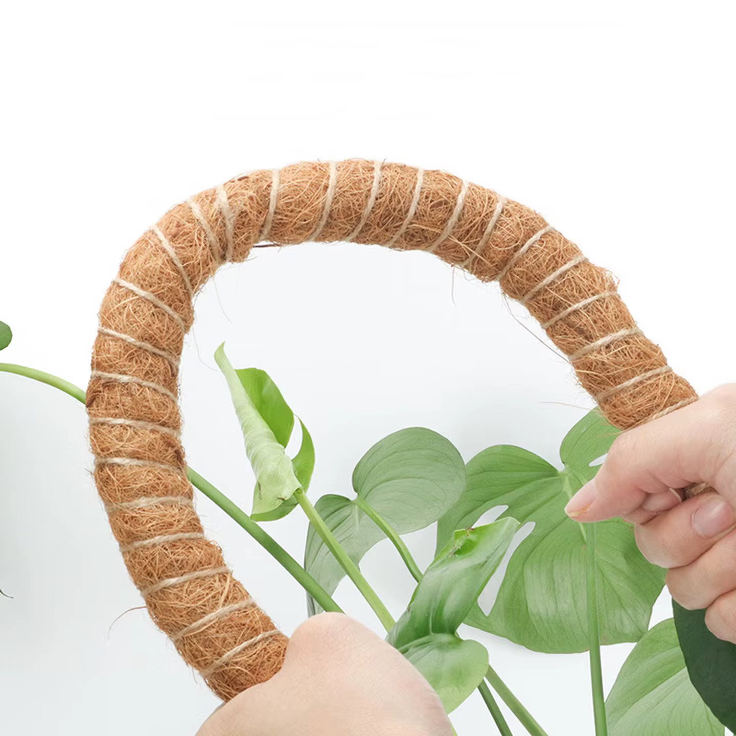 Canne de palmier grimpante pliable pour plantes d'intérieur