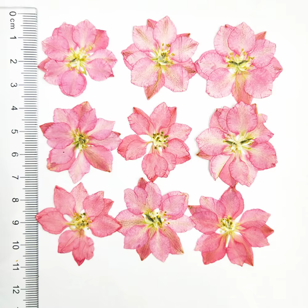 Plantes sèches de fleurs séchées naturelles amusantes