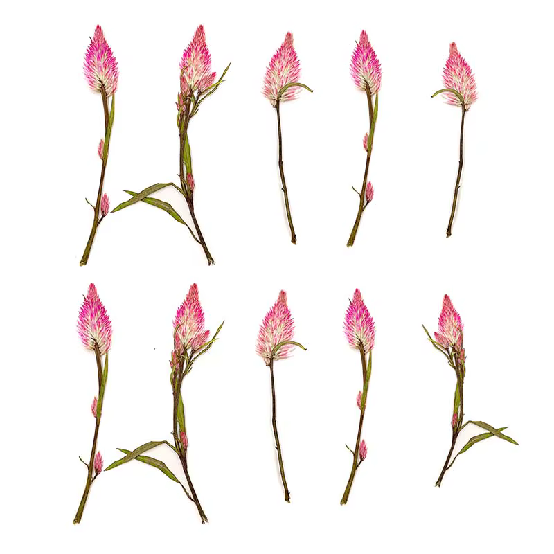 Branches de fleurs de célosia pressées séchées naturelles
