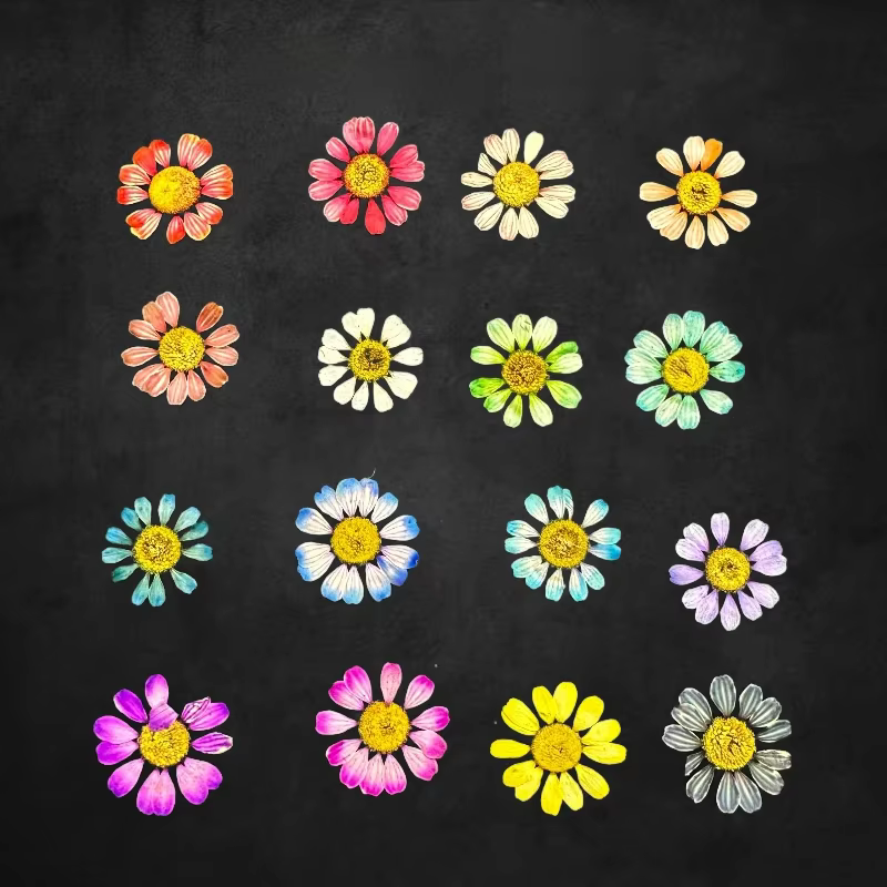 12 pièces/1-2 cm, Mini fleur sèche naturelle camomille