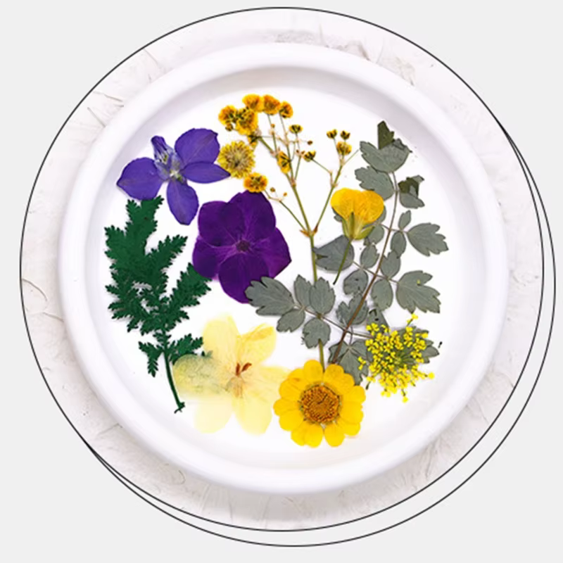 Fleurs séchées pressées pour résine