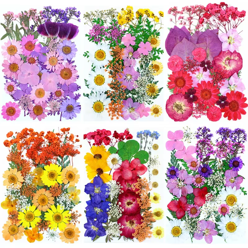 Fleurs pressées séchées