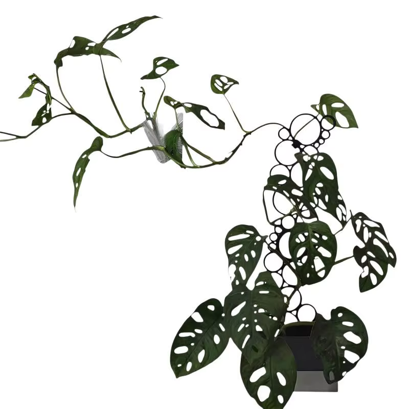 1 pièce Treillis métallique pour plantes grimpantes