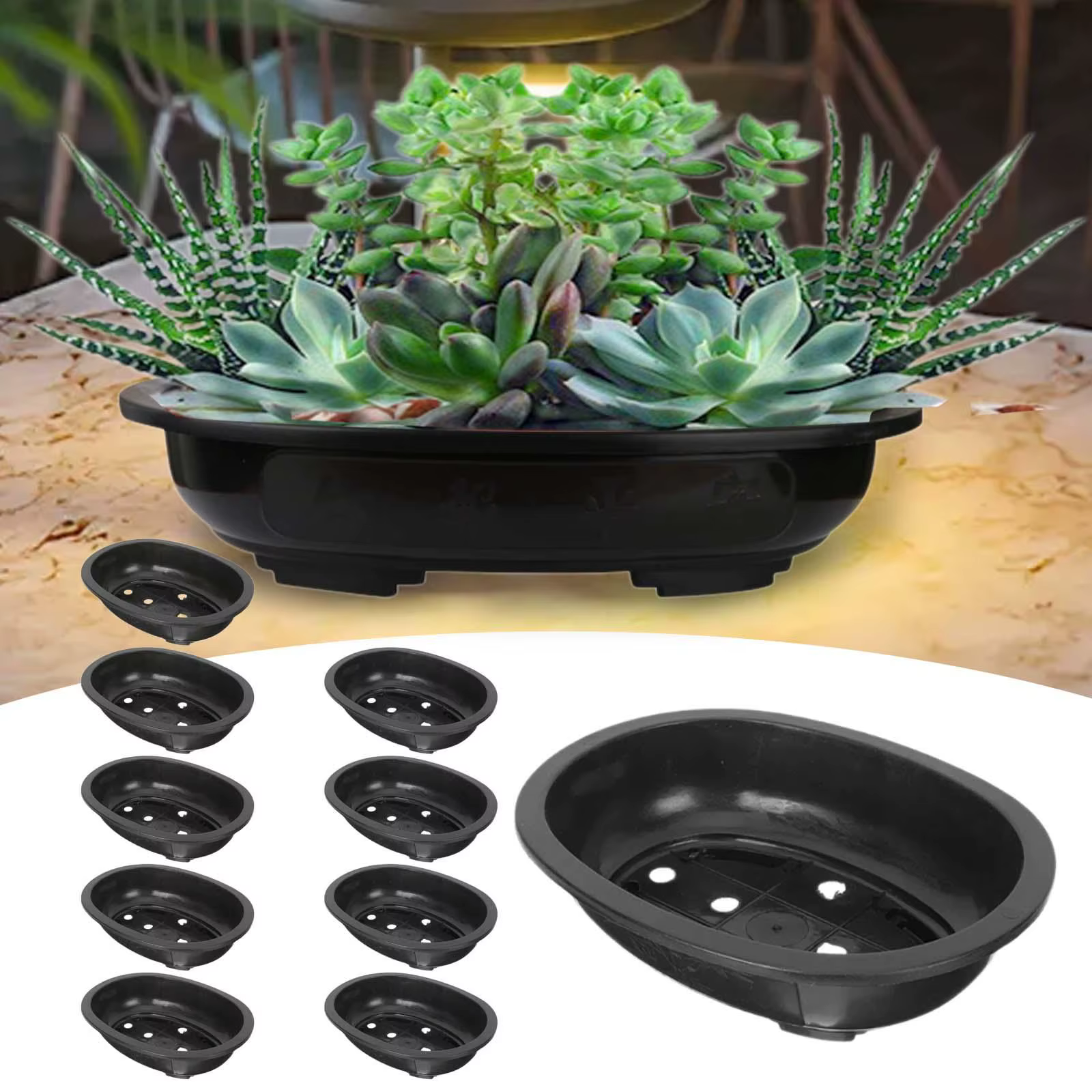Pots de formation de bonsaï pour plantes
