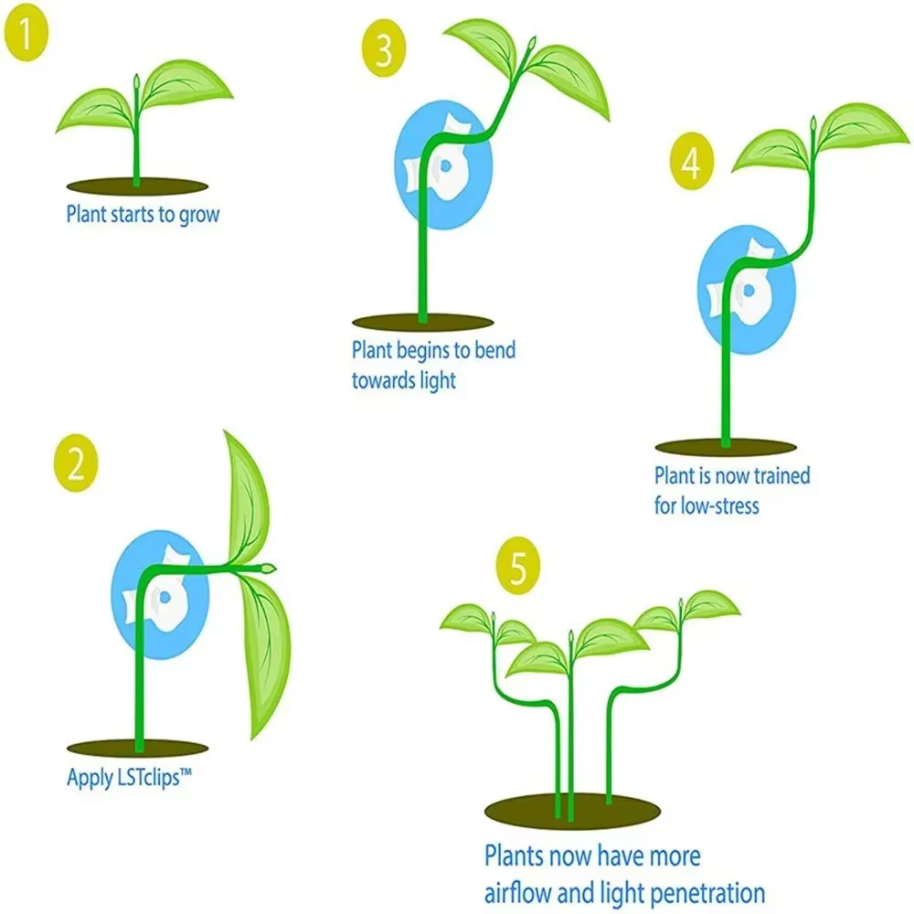 Clips d'entraînement pour cintreuse de Branches de plantes