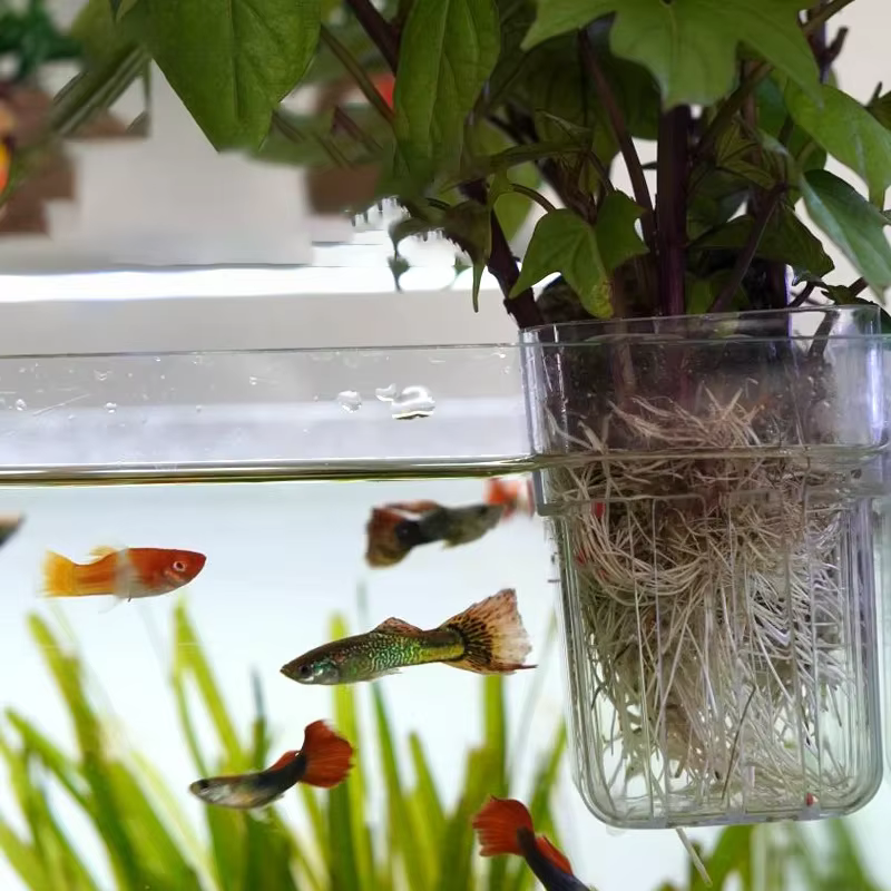 Coupelle de culture hydroponique domestique pour plantes aquatiques
