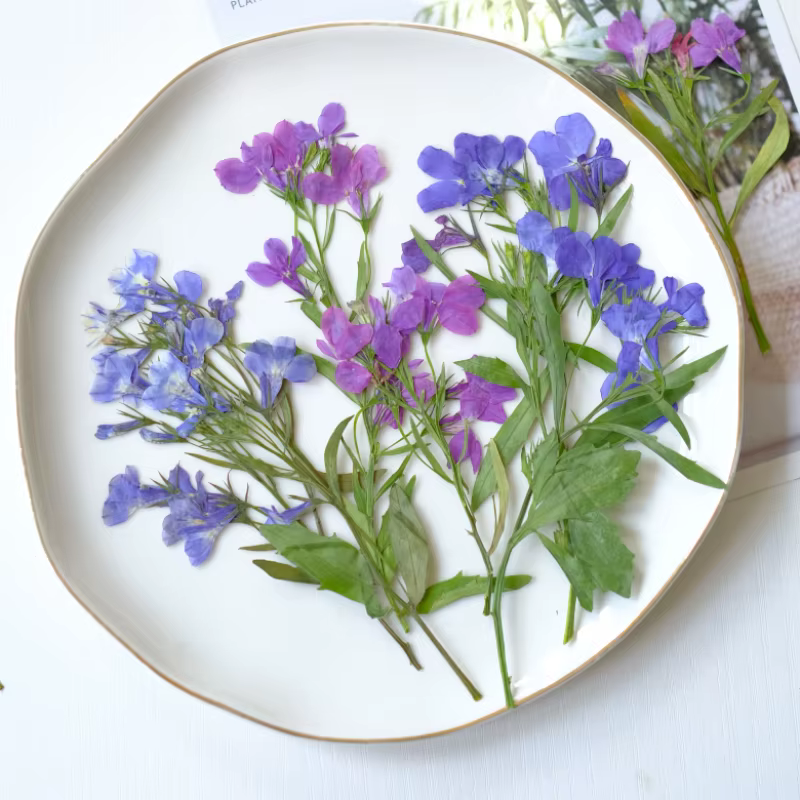 6 pièces/8-13 cm, fleurs séchées pressées naturelles Lobelia Erinus avec tiges