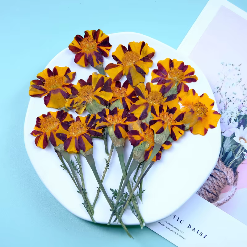 12 pièces, fleurs de souci séchées pressées jaunes et de Zinnia avec tiges-fournitures artisanales de bricolage pour