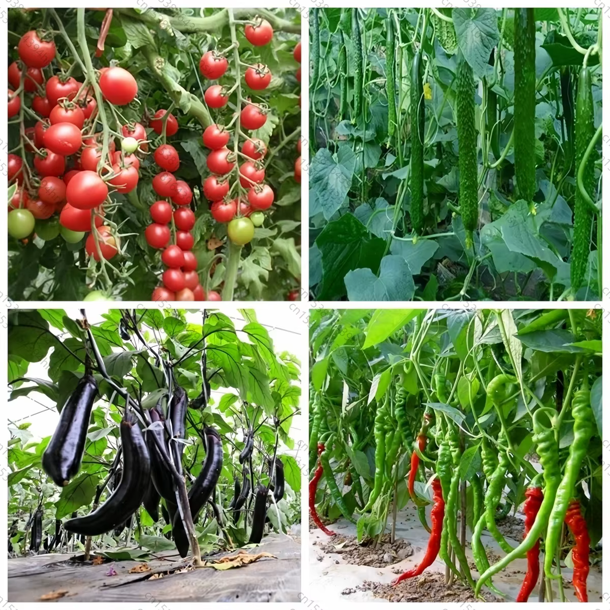 Chaud PGR Super plante grandir engrais Gibberellic Gibberellin acide GA3 90% à vendre