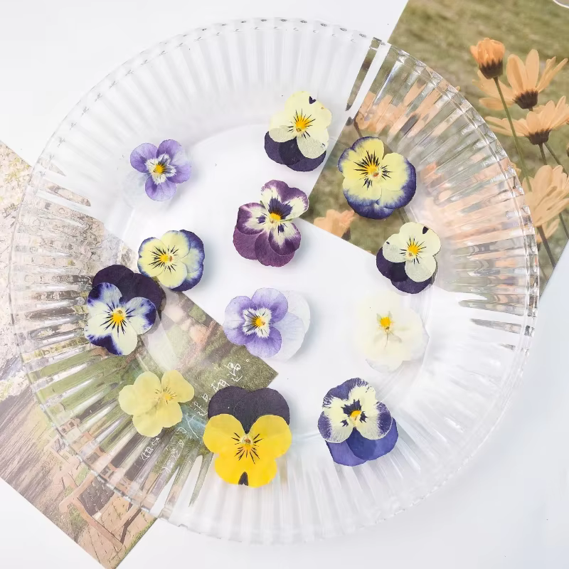 50 pièces/2-4 cm, pétale de fleur de pensée pressé
