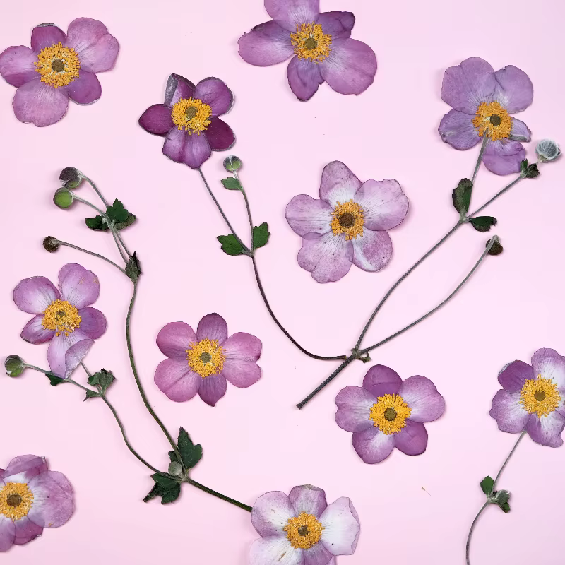 Fleurs séchées pressées en coton sauvage naturel