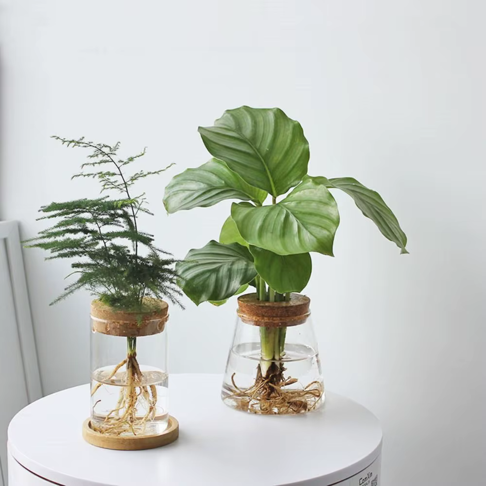 Pot de fleur hydroponique transparent pour la maison