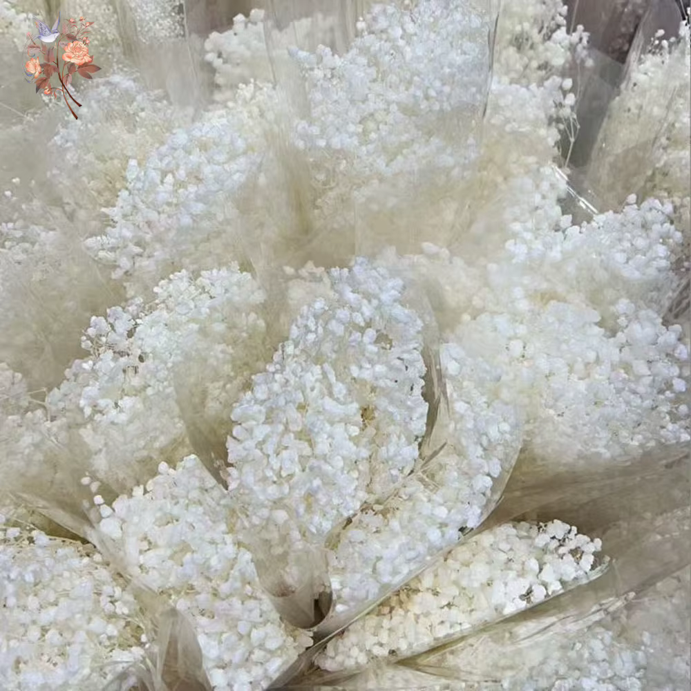 Fleurs de Gypsophile Blanches Séchées Naturelles