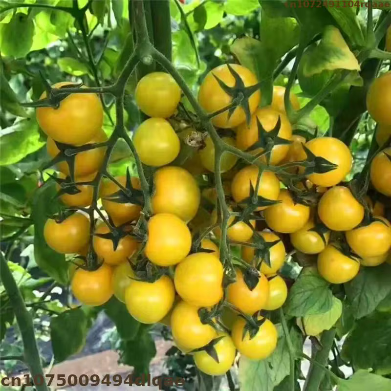 Engrais azoté à action rapide à haute pureté à 46 % d'urée