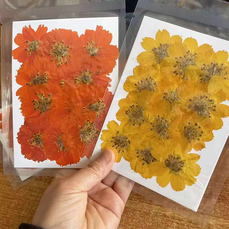 Têtes de fleurs de Cosmos Sulphureus séchées et pressées